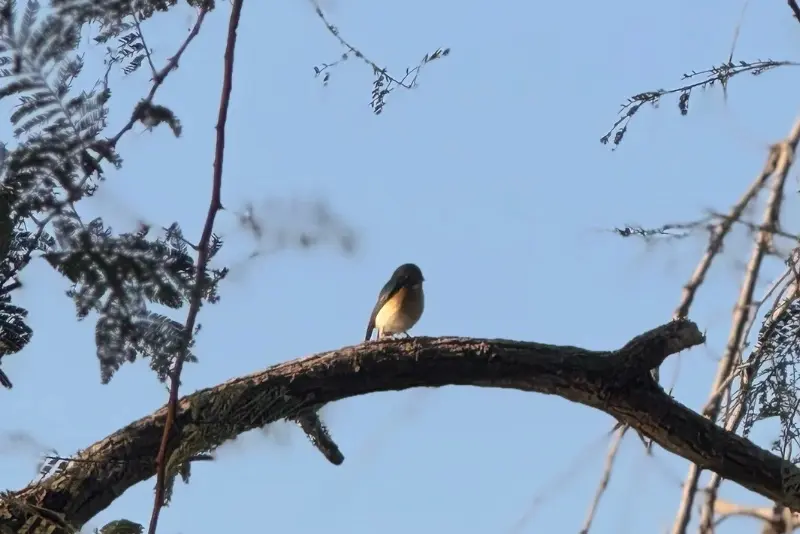 Birding in Siswan Forest